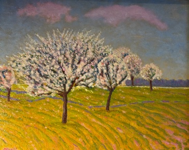 Ciliegi in fiore